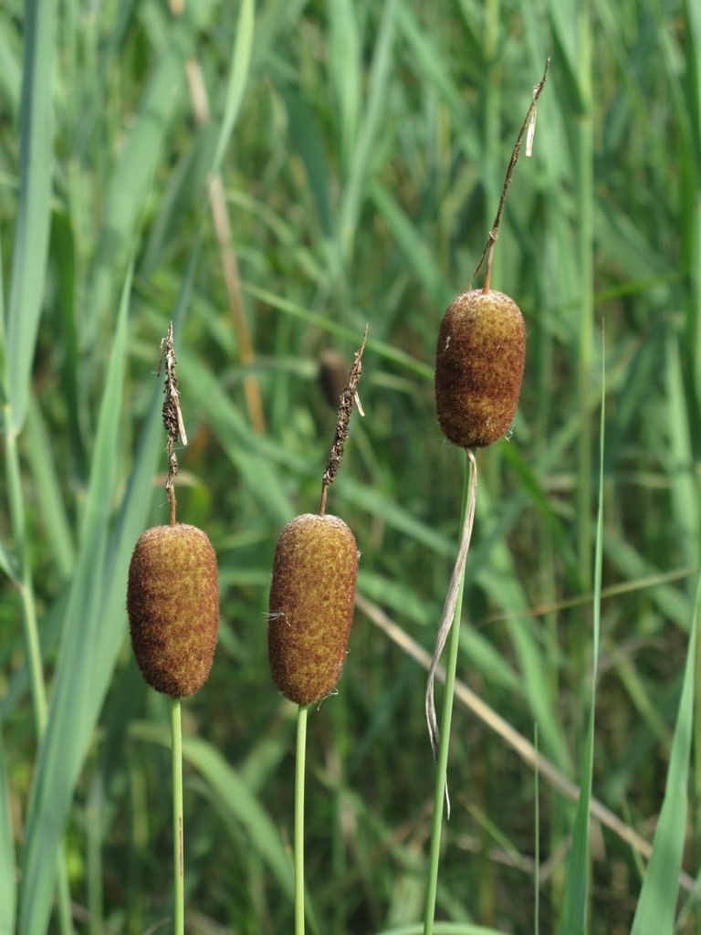 Typha minima